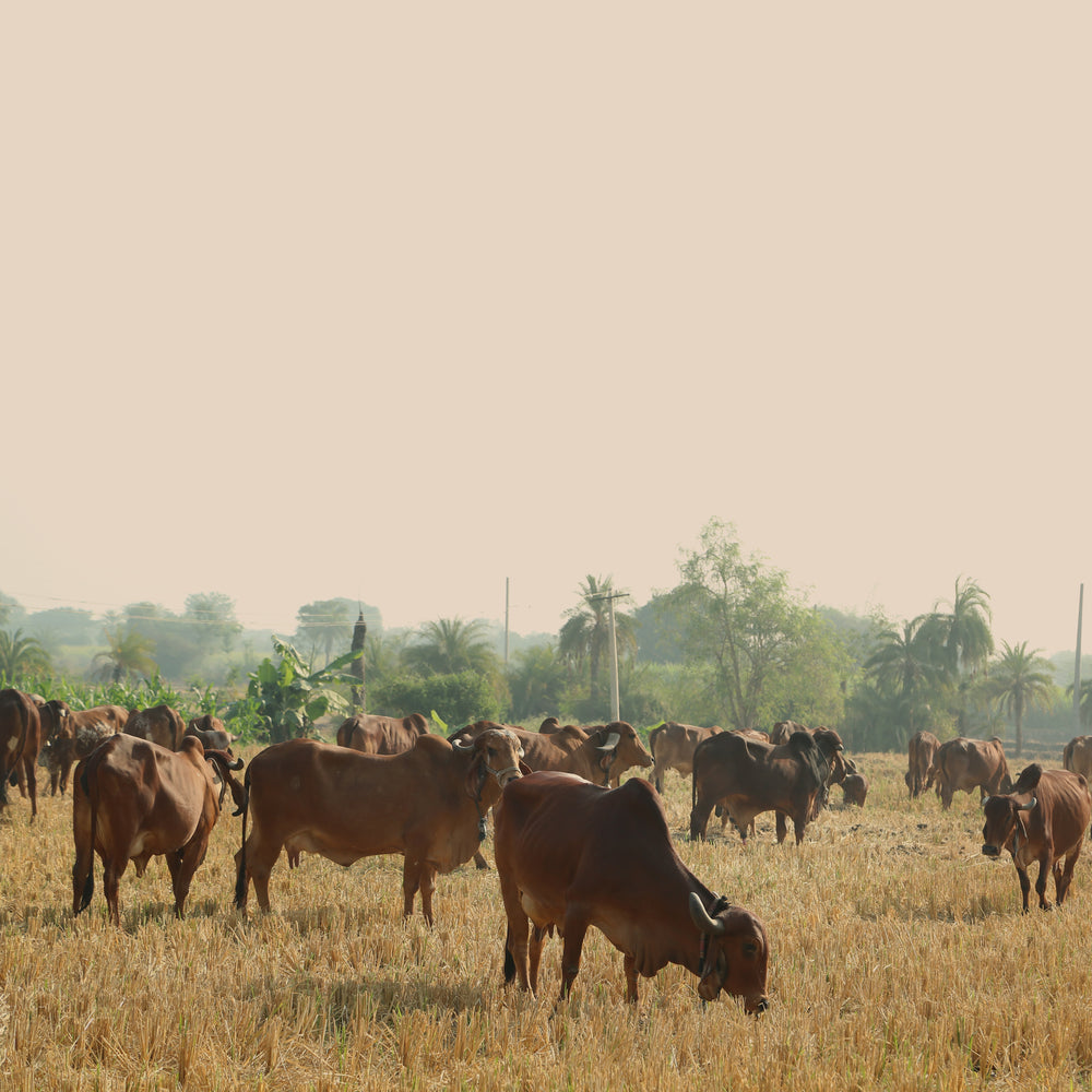Why Klimom built its own A2 Gaushala—when outsourcing was easier