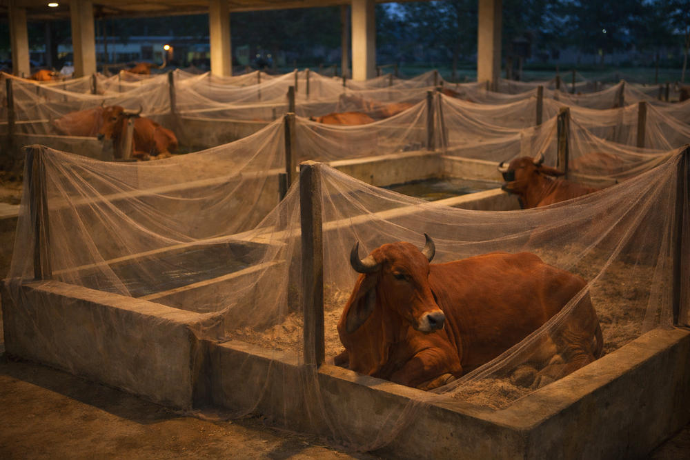 Milk purity depends on how cows are treated—every single day